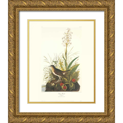 Tawny Thrush (decorative border) Gold Ornate Wood Framed Art Print with Double Matting by Audubon, John James