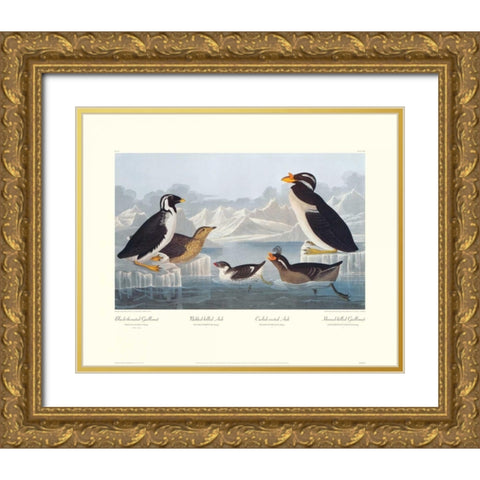 Black-throated Guillemot and Nobbed-billed Auk (decorative border) Gold Ornate Wood Framed Art Print with Double Matting by Audubon, John James