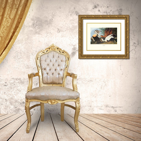 Eider Duck (decorative border) Gold Ornate Wood Framed Art Print with Double Matting by Audubon, John James