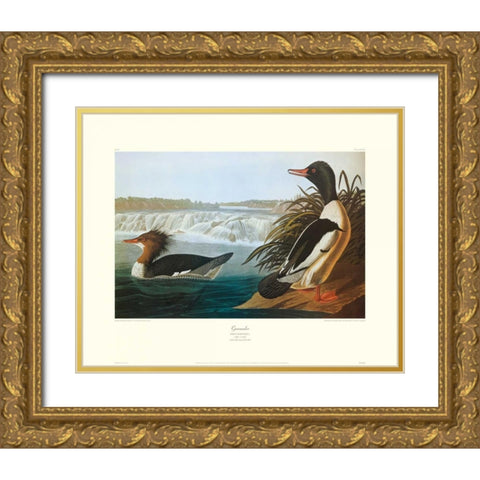 Goosander (decorative border) Gold Ornate Wood Framed Art Print with Double Matting by Audubon, John James