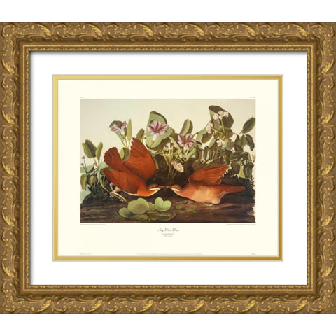 Key-West Dove (decorative border) Gold Ornate Wood Framed Art Print with Double Matting by Audubon, John James