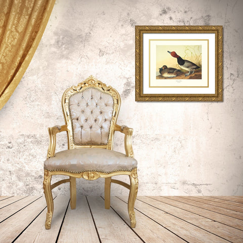 Red-Headed Duck (decorative border) Gold Ornate Wood Framed Art Print with Double Matting by Audubon, John James