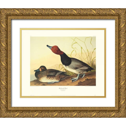 Red-Headed Duck (decorative border) Gold Ornate Wood Framed Art Print with Double Matting by Audubon, John James
