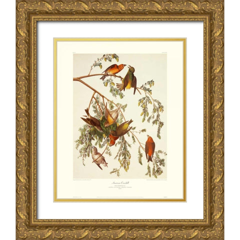 American Crossbill (decorative border) Gold Ornate Wood Framed Art Print with Double Matting by Audubon, John James
