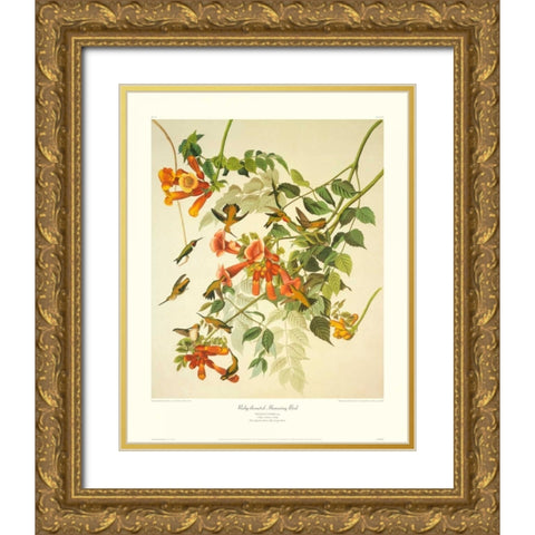 Ruby-Throated Hummingbird (decorative border) Gold Ornate Wood Framed Art Print with Double Matting by Audubon, John James