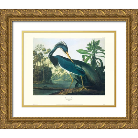 Louisiana Heron (decorative border) Gold Ornate Wood Framed Art Print with Double Matting by Audubon, John James
