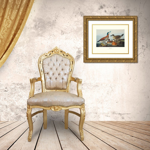 Ruddy Duck (decorative border) Gold Ornate Wood Framed Art Print with Double Matting by Audubon, John James