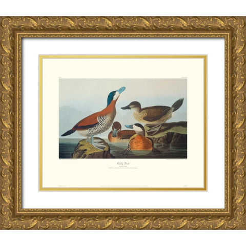 Ruddy Duck (decorative border) Gold Ornate Wood Framed Art Print with Double Matting by Audubon, John James