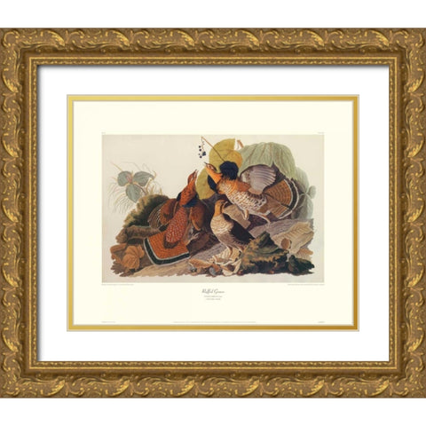 Ruffed Grouse (decorative border) Gold Ornate Wood Framed Art Print with Double Matting by Audubon, John James