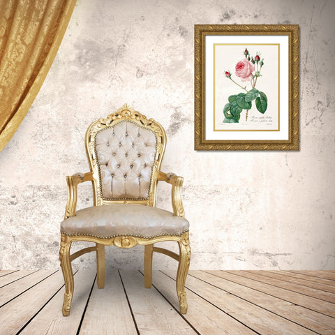 Rosa Centrifolia Bullata Gold Ornate Wood Framed Art Print with Double Matting by Redoute, Pierre Joseph