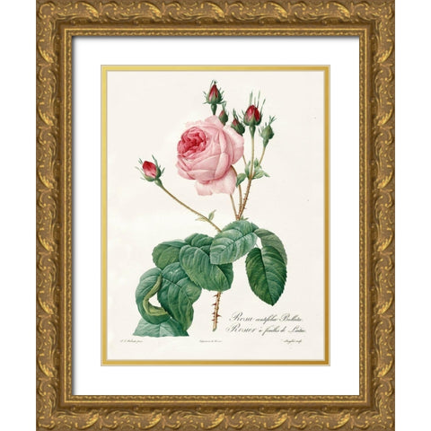 Rosa Centrifolia Bullata Gold Ornate Wood Framed Art Print with Double Matting by Redoute, Pierre Joseph