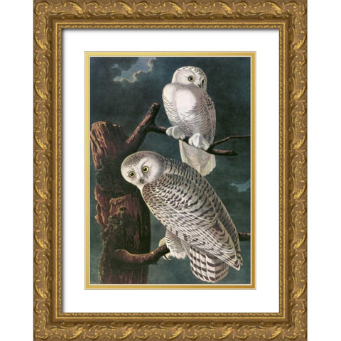 Snowy Owl Gold Ornate Wood Framed Art Print with Double Matting by Audubon, John James