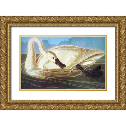 Trumpeter Swan Gold Ornate Wood Framed Art Print with Double Matting by Audubon, John James