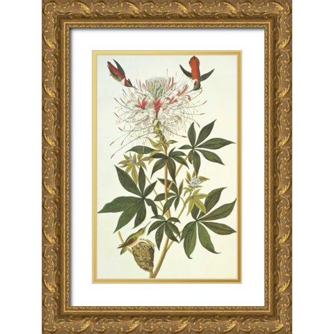 Ruff-Necked Hummingbird Gold Ornate Wood Framed Art Print with Double Matting by Audubon, John James