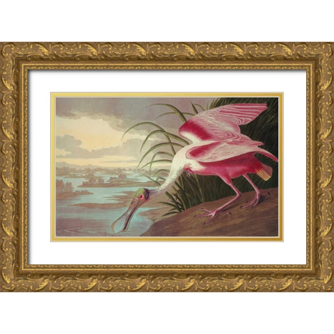 Roseate Spoonbill Gold Ornate Wood Framed Art Print with Double Matting by Audubon, John James
