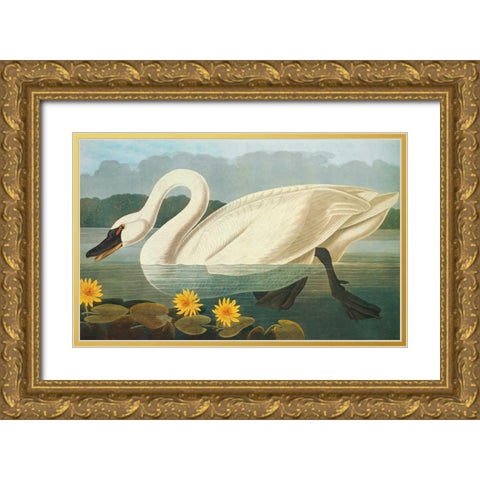 Common American Swan Gold Ornate Wood Framed Art Print with Double Matting by Audubon, John James