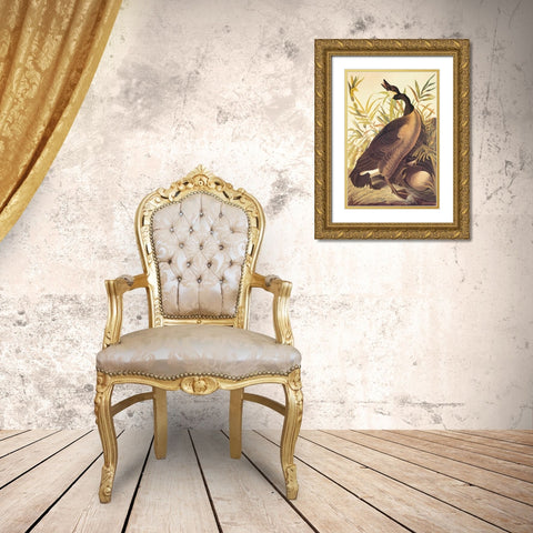 Canada Goose Gold Ornate Wood Framed Art Print with Double Matting by Audubon, John James
