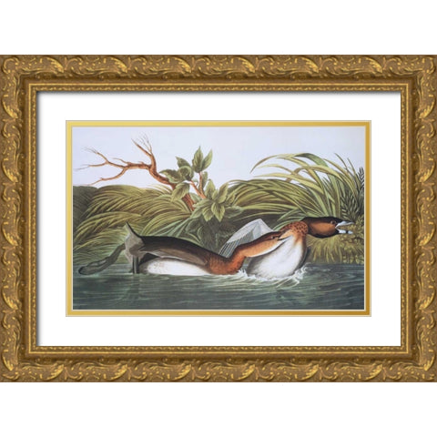 American Pied-Bill Dobchick Gold Ornate Wood Framed Art Print with Double Matting by Audubon, John James