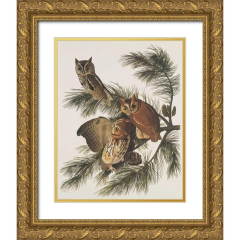 Little Screech Owl or Mottled Owl Gold Ornate Wood Framed Art Print with Double Matting by Audubon, John James