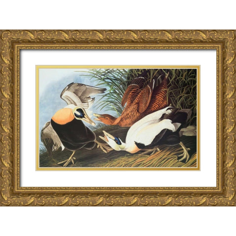 Eider Duck Gold Ornate Wood Framed Art Print with Double Matting by Audubon, John James