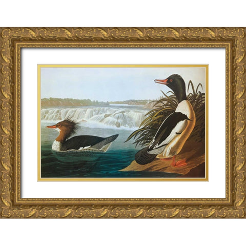 Goosander Gold Ornate Wood Framed Art Print with Double Matting by Audubon, John James