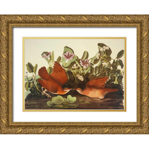 Key-West Dove Gold Ornate Wood Framed Art Print with Double Matting by Audubon, John James