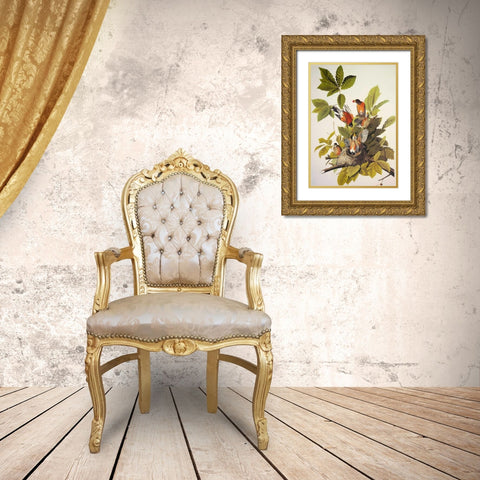 American Robin Gold Ornate Wood Framed Art Print with Double Matting by Audubon, John James