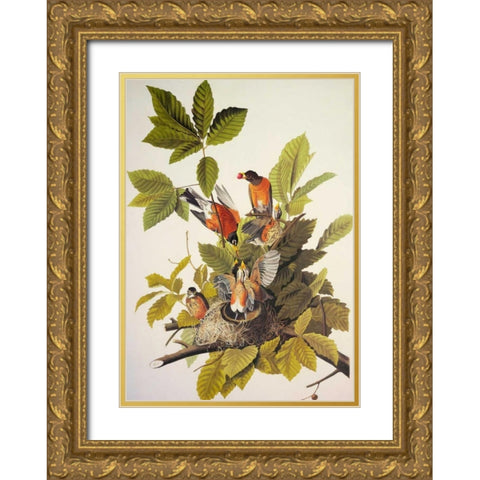 American Robin Gold Ornate Wood Framed Art Print with Double Matting by Audubon, John James
