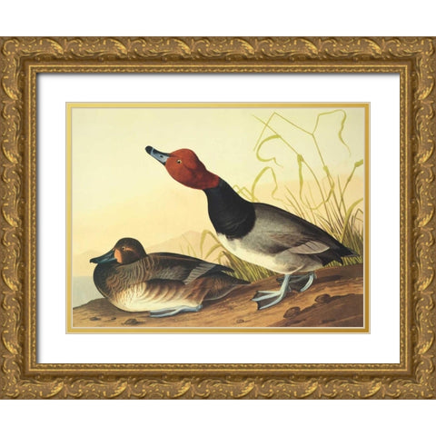 Red-Headed Duck Gold Ornate Wood Framed Art Print with Double Matting by Audubon, John James