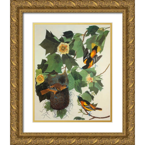 Baltimore Oriole Gold Ornate Wood Framed Art Print with Double Matting by Audubon, John James