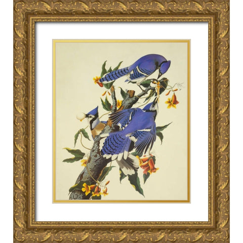 Blue Jay Gold Ornate Wood Framed Art Print with Double Matting by Audubon, John James