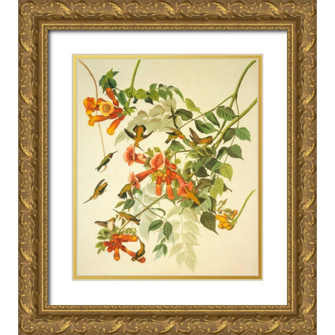 Ruby-Throated Hummingbird Gold Ornate Wood Framed Art Print with Double Matting by Audubon, John James