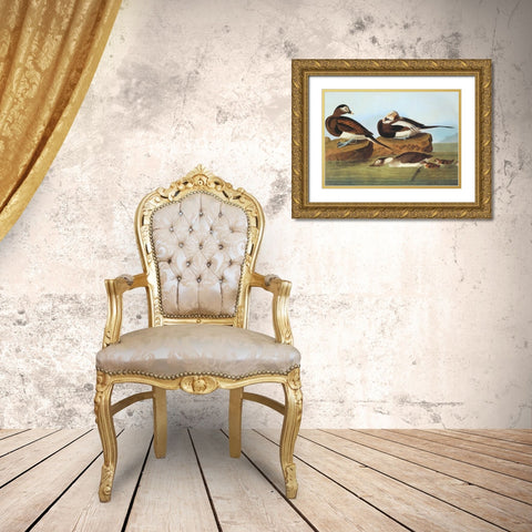 Long-Tailed Duck Gold Ornate Wood Framed Art Print with Double Matting by Audubon, John James