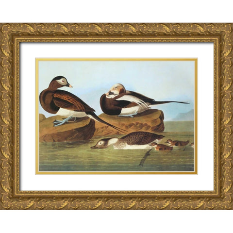 Long-Tailed Duck Gold Ornate Wood Framed Art Print with Double Matting by Audubon, John James