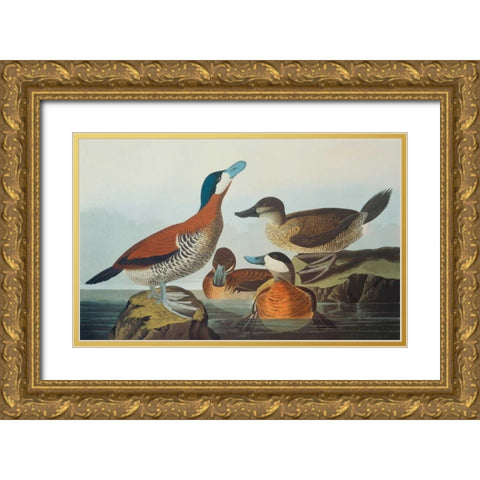 Ruddy Duck Gold Ornate Wood Framed Art Print with Double Matting by Audubon, John James