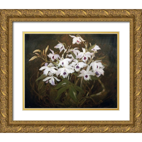 Dinrobium Orchids Gold Ornate Wood Framed Art Print with Double Matting by Park, James Stuart