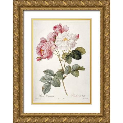 Damask Rose Gold Ornate Wood Framed Art Print with Double Matting by Redoute, Pierre Joseph