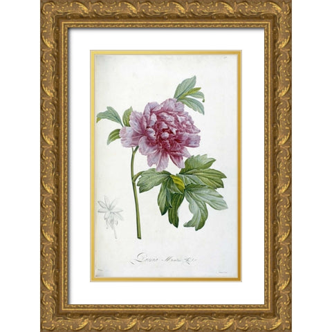Engraving of a Peony Gold Ornate Wood Framed Art Print with Double Matting by Redoute, Pierre Joseph