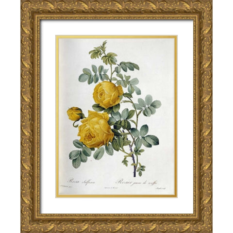 Rosa Sulfurea Gold Ornate Wood Framed Art Print with Double Matting by Redoute, Pierre Joseph