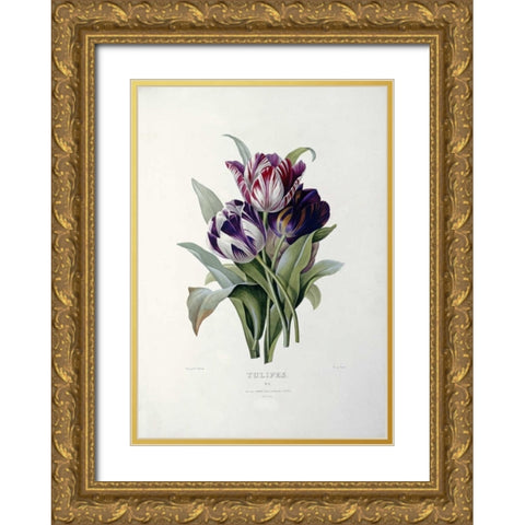 Tulips Gold Ornate Wood Framed Art Print with Double Matting by Redoute, Pierre Joseph