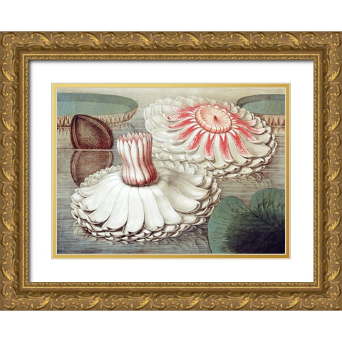 Victoria Regia Gold Ornate Wood Framed Art Print with Double Matting by Sharp, William