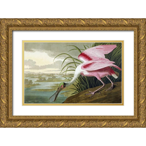 Roseate Spoonbill Gold Ornate Wood Framed Art Print with Double Matting by Audubon, John James