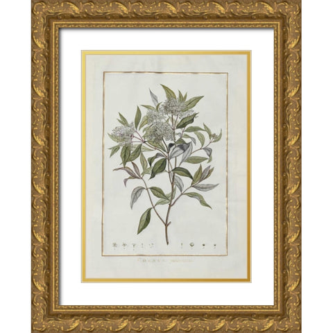 Cornus Gold Ornate Wood Framed Art Print with Double Matting by Lheritier De Brutelle, Charles-Louis
