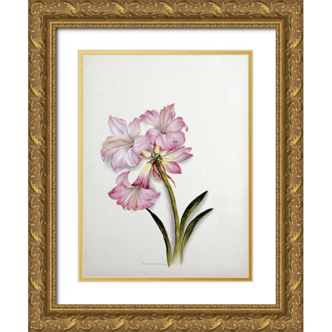 Amaryllis Belladonna Gold Ornate Wood Framed Art Print with Double Matting by Dixie, Ethel May