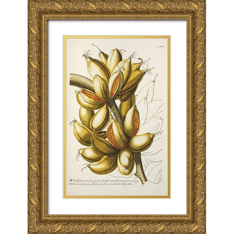 Musae Gold Ornate Wood Framed Art Print with Double Matting by Ehret, Georg Dionysius