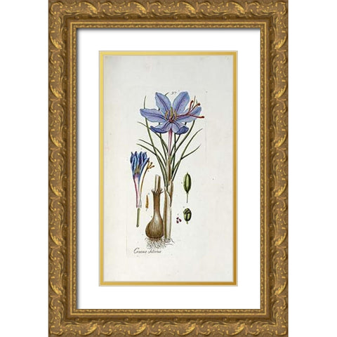 Crocus Sativus Gold Ornate Wood Framed Art Print with Double Matting by Happe, Andreas Friedrich