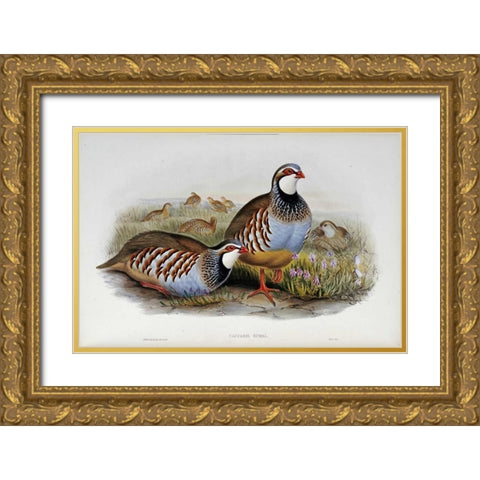 Red Legged Partridges Gold Ornate Wood Framed Art Print with Double Matting by Glover, John