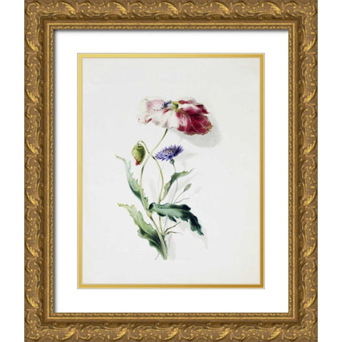 A Scarlet Poppy and a Cornflower Gold Ornate Wood Framed Art Print with Double Matting by Holland, Thomas