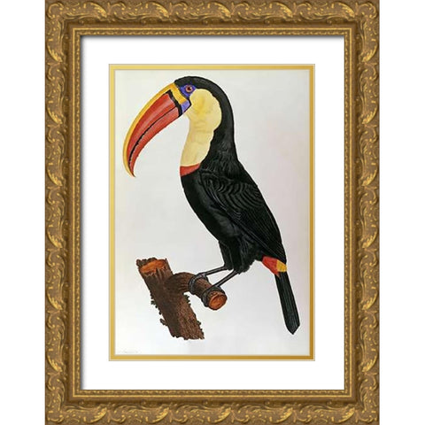 Le Toucan Gold Ornate Wood Framed Art Print with Double Matting by Le Vaillant, Francois