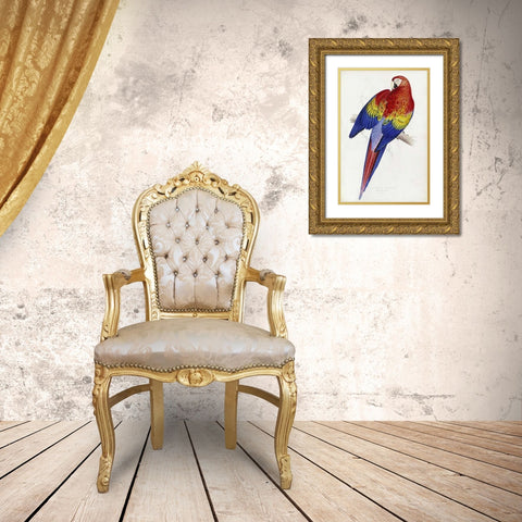 Red and Yellow Maccaw Gold Ornate Wood Framed Art Print with Double Matting by Lear, Edward